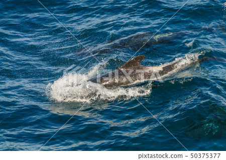 Long-Finned Pilot Whales in the Southern Atlantic Ocean 50375377