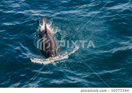 Long-Finned Pilot Whales in the Southern Atlantic Ocean 50375384