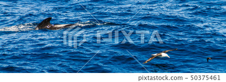Long-Finned Pilot Whales in the Southern Atlantic Ocean 50375461