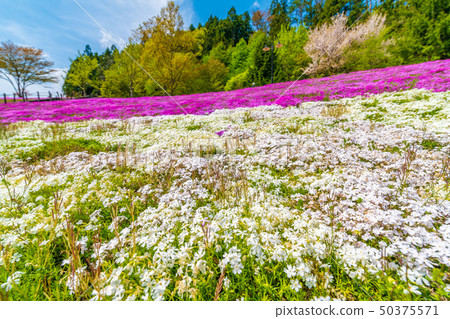 Shashakura Miyagi Shiroishi在Spashland公園 Shashakura Miyagi Shiroishi在Spashland公園 50375571