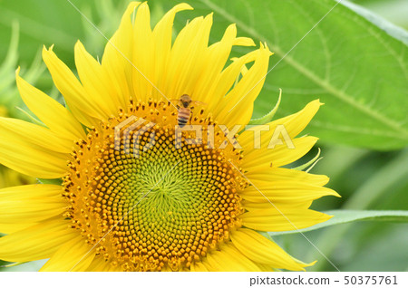 A photo taken with a close-up of a yellow flower (headed inflorescence) with sunflower bees in a sunflower field 50375761