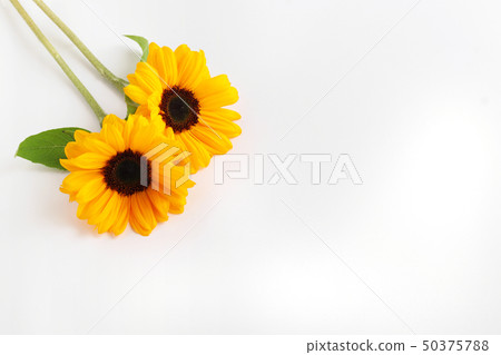 向日葵切花 50375788