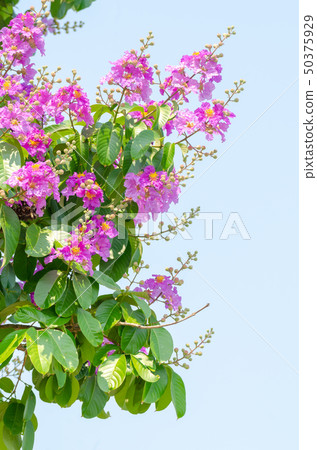 Lagerstroemia speciosa at outdoor park Lagerstroemia speciosa at outdoor park 50375929