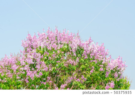 Lagerstroemia speciosa at outdoor park Lagerstroemia speciosa at outdoor park 50375935
