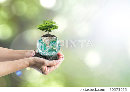 World soil day concept with tree on green globe 50375953