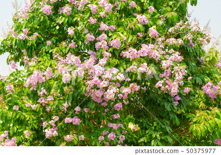 Lagerstroemia speciosa at outdoor park Lagerstroemia speciosa at outdoor park 50375977