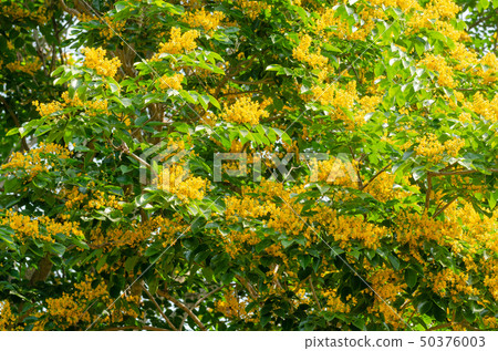 Burma padauk or Pterocarpus macrocarpus flower Burma padauk or Pterocarpus macrocarpus flower 50376003