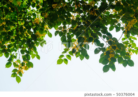 Burma padauk or Pterocarpus macrocarpus flower 50376004