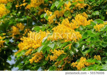 Burma padauk or Pterocarpus macrocarpus flower 50376006