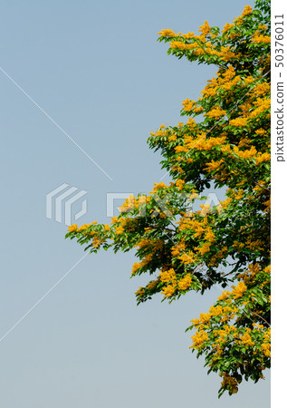 Burma padauk or Pterocarpus macrocarpus flower Burma padauk or Pterocarpus macrocarpus flower 50376011
