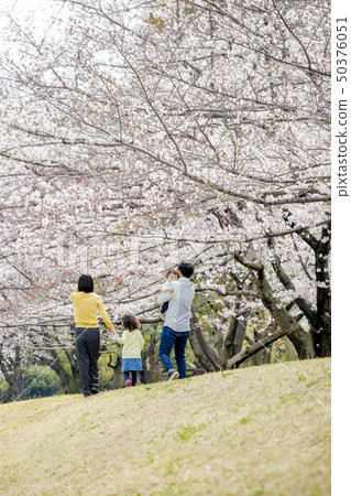 後面觀點的一家四口在櫻花盛開的公園散步 後面觀點的一家四口在櫻花盛開的公園散步 50376051