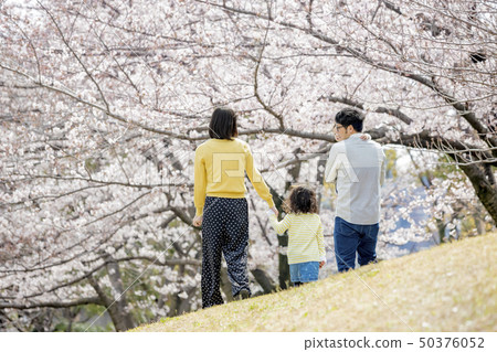 後面觀點的一家四口在櫻花盛開的公園散步 後面觀點的一家四口在櫻花盛開的公園散步 50376052