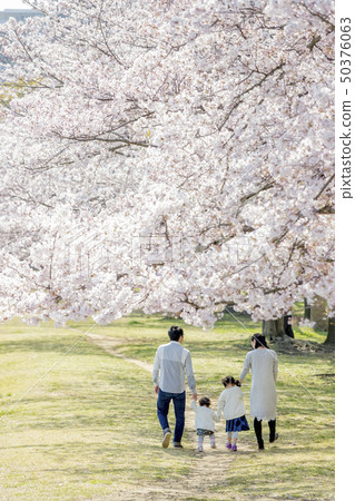 Back view of a family of four playing in a cherry blossoming park 50376063