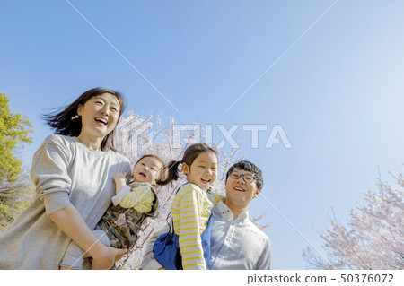 Family of four playing in the park where cherry blossoms bloom 50376072