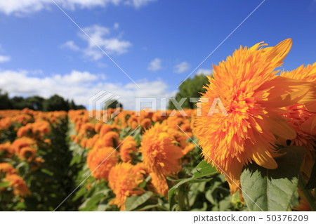 Sunflower Sera highland farm sunflower 50376209