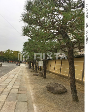 Pine and road Pine and road 50376454
