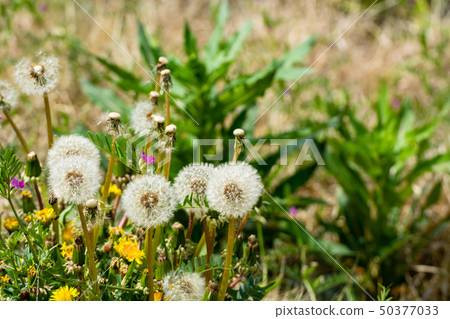 Spring field flowers dandelion Spring field flowers dandelion 50377033