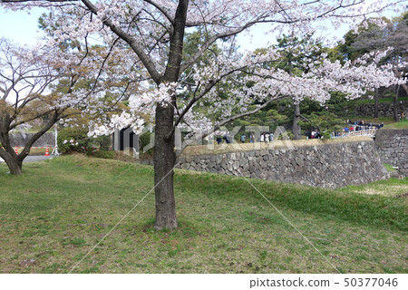 Spring of March, 2013 Imperial Palace Arid Street open to the public (Nishi Nishiki Bridge) Spring of March, 2013 Imperial Palace Arid Street open to the public (Nishi Nishiki Bridge) 50377046