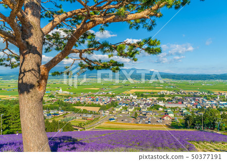 Nakafurano鎮擁有薰衣草花園夏季 50377191