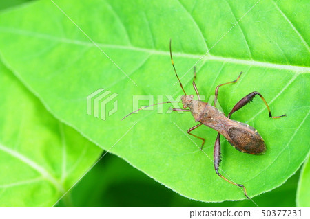 Hoop Heli Bug 50377231