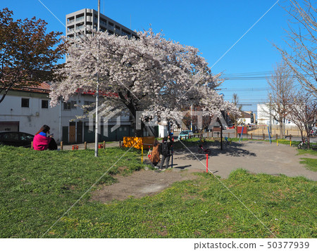 Hokkaido spring / Otaru full bloom cherry blossoms in town 50377939