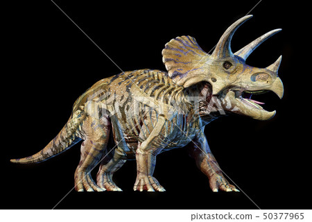 Triceratops with skeleton 3d rendering on black 50377965