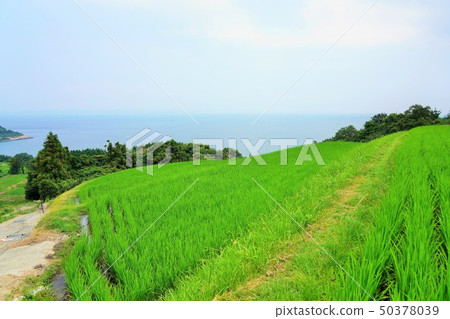 鄉村景觀 50378039