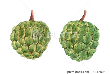 Watercolor isolated cherimoya fruit illustration 50378050
