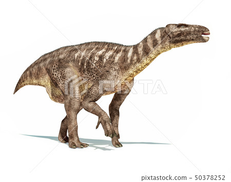 Iguanodon dinosaur isolated on white background. 50378252