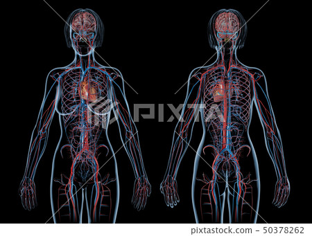 Woman cardiovascular system, rear and front views. 50378262