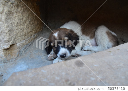Jaisalmer Castle, a World Heritage Site in Jaisalmer, India A cute puppy living inside the walls Jaisalmer Castle, a World Heritage Site in Jaisalmer, India A cute puppy living inside the walls 50378410