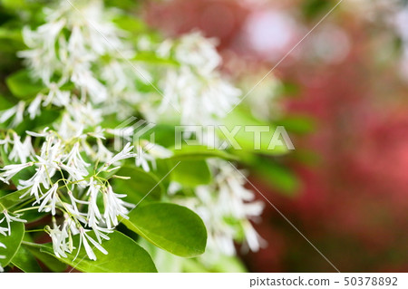 Flower of Hinatsubotago Flower of Hinatsubotago 50378892