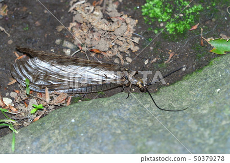 Yamato cross jersey 50379278