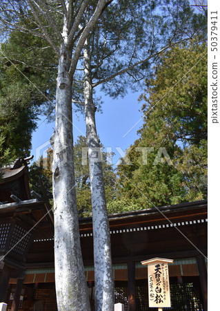 Suwa Taisha Shimosha Akimiya Hakumatsu 50379411