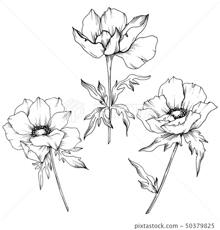 Vector Anemone floral botanical flowers. Black and white engraved ink art. Isolated anemone Vector Anemone floral botanical flowers. Black and white engraved ink art. Isolated anemone 50379825