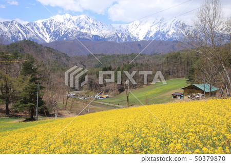 大町市，Nakayama Kogen和Kashima Kashiwadake，Kashiwadake的油菜花 50379870