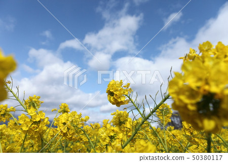 Rape blossoms at Nagisa Park Rape blossoms at Nagisa Park 50380117