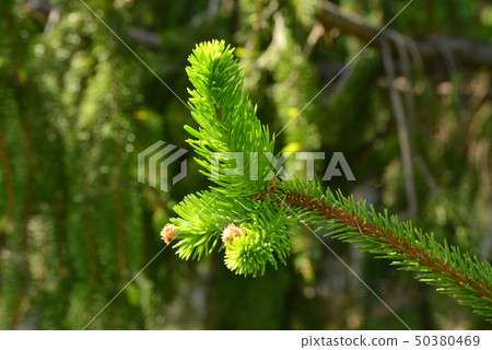 德國雲杉 德國雲杉 50380469