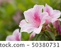 杜鵑花_ 001 50380731