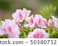杜鵑花_002 50380732