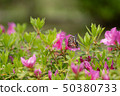 杜鵑花_003 50380733