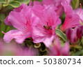 杜鵑花_ 004 50380734