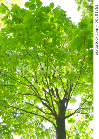 Fresh green of horse chestnut 50381262