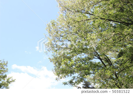 金合歡新鮮的綠色 50381522