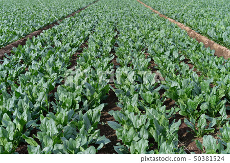 Spinach field 50381524