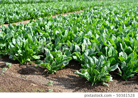 菠菜領域 50381528