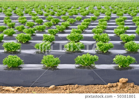 Lettuce field 50381801