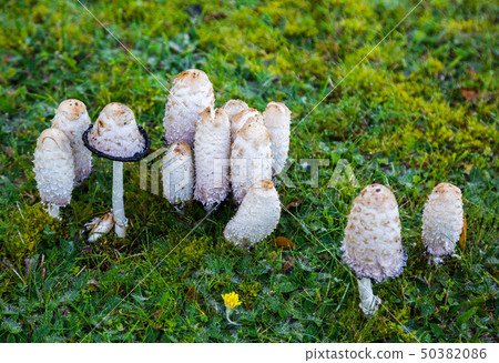 Ink mushroom (Coprinus comatus) 50382086