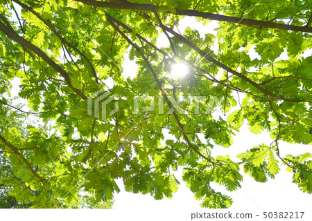 Hungarian oak 50382217