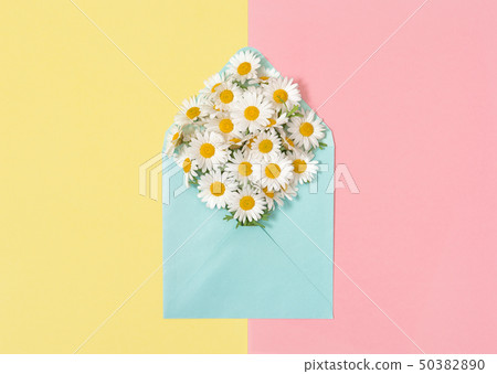 Chamomile flowers envelope Daisy blooms pink 50382890